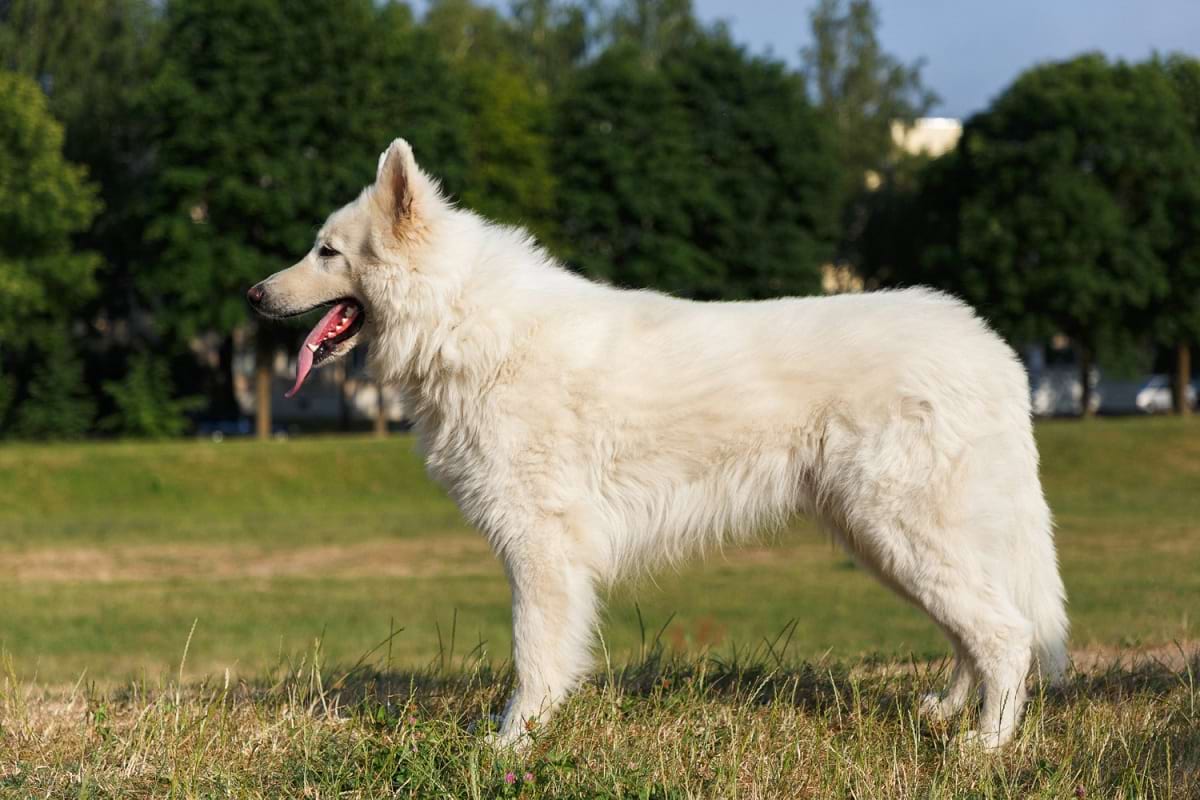 owczarek szwajcarski