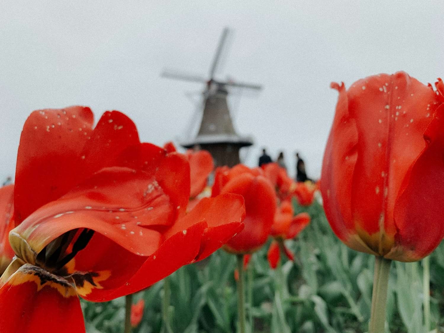 busy z polski do holandii